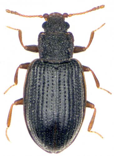 Latridius consimilis